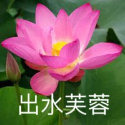 混入家长群头像 花