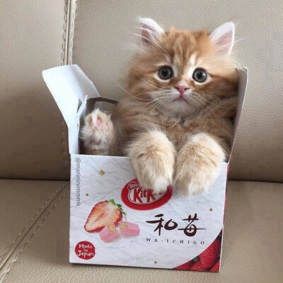 猫咪 头像