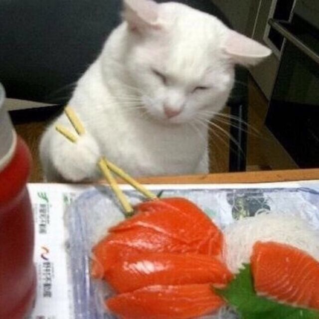 猫咪 头像