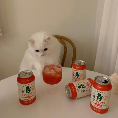 治愈 可爱 小动物 猫