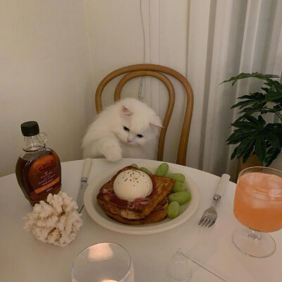 治愈 可爱 小动物 猫