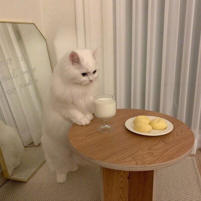 治愈 可爱 小动物 猫