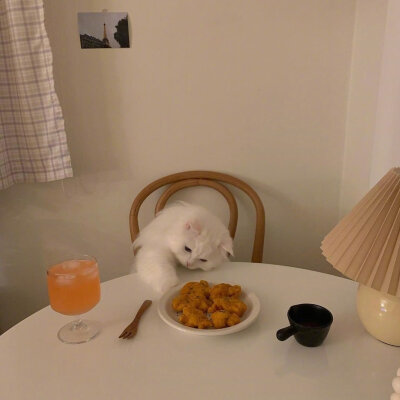 治愈 可爱 小动物 猫