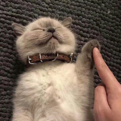 治愈 可爱 小动物 猫