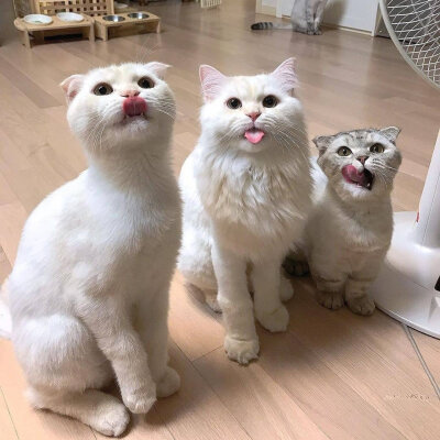 治愈 可爱 小动物 猫