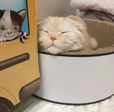 治愈 可爱 小动物 猫