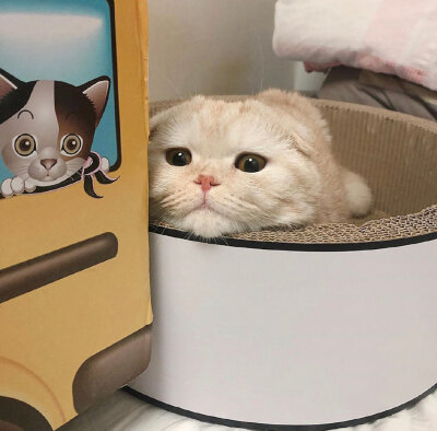 治愈 可爱 小动物 猫