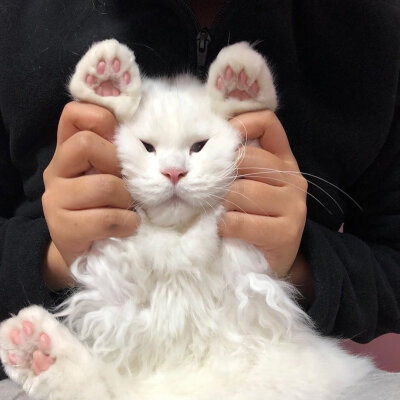治愈 可爱 小动物 猫