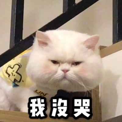 可爱猫咪表情包
日常斗图必备