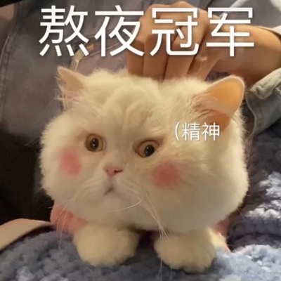 可爱猫咪表情包
日常斗图必备