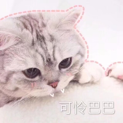 猫猫及其表情包