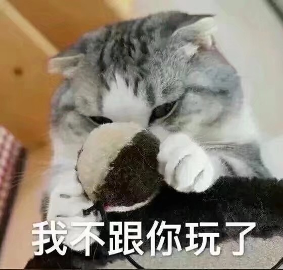 猫的表情包