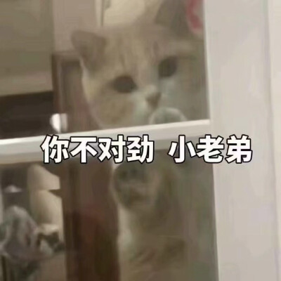 猫的表情包