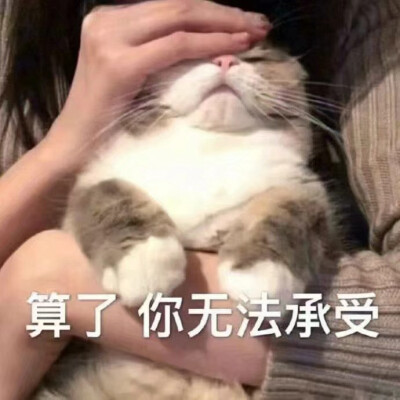 猫的表情包