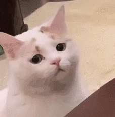 头像/表情包/壁纸