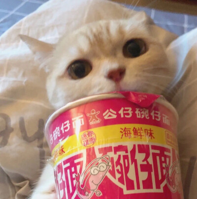 憨憨猫咪