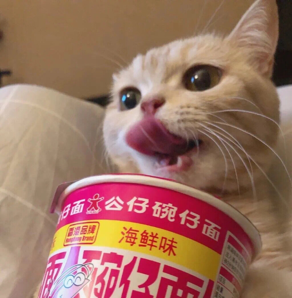 憨憨猫咪