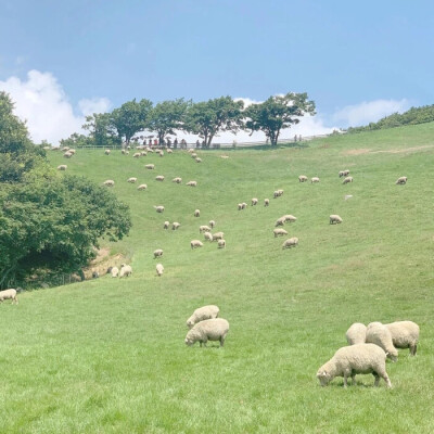 小清新背景真可爱o