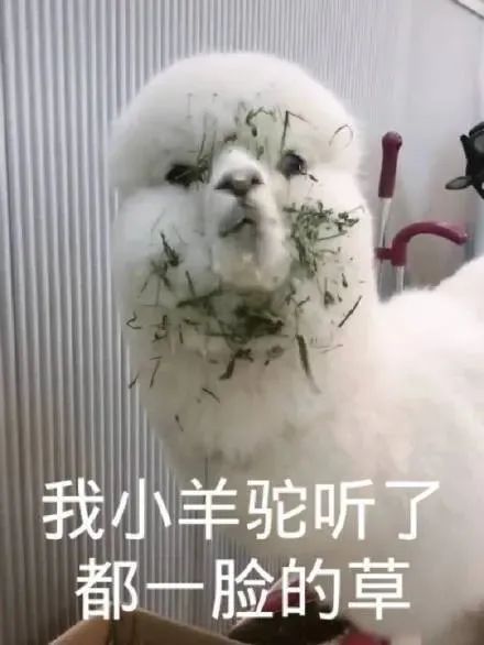 小羊表情包