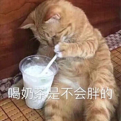 猫猫表情包 喝奶茶是不会胖的