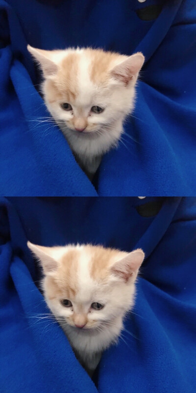 我最可爱的猫咪儿子跟小女鹅～
小时候的照片总是这样让人怀念