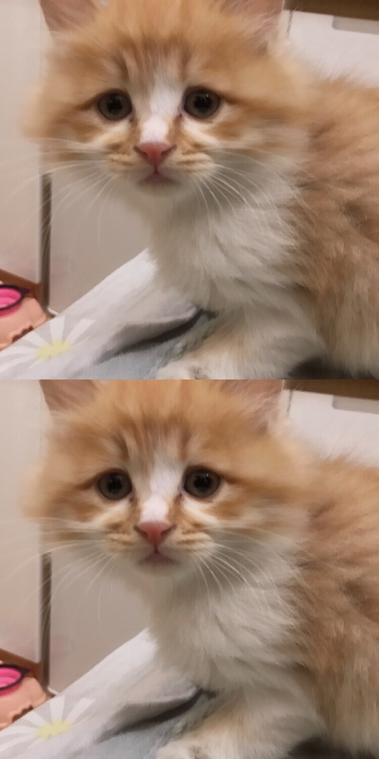 我最可爱的猫咪儿子跟小女鹅～
小时候的照片总是这样让人怀念