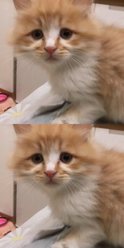 我最可爱的猫咪儿子跟小女鹅～
小时候的照片总是这样让人怀念