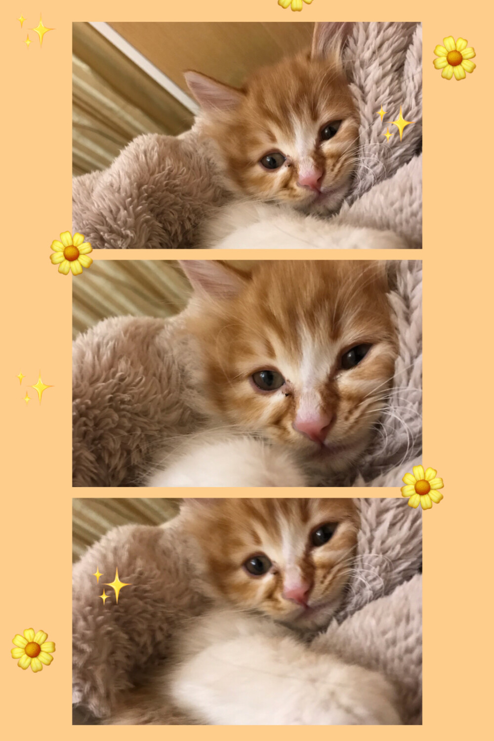 我最可爱的猫咪儿子跟小女鹅～
小时候的照片总是这样让人怀念