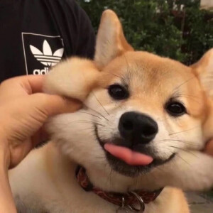 萌  宠物 动物 萌宠  猫- 狗-  动物头像  情侣