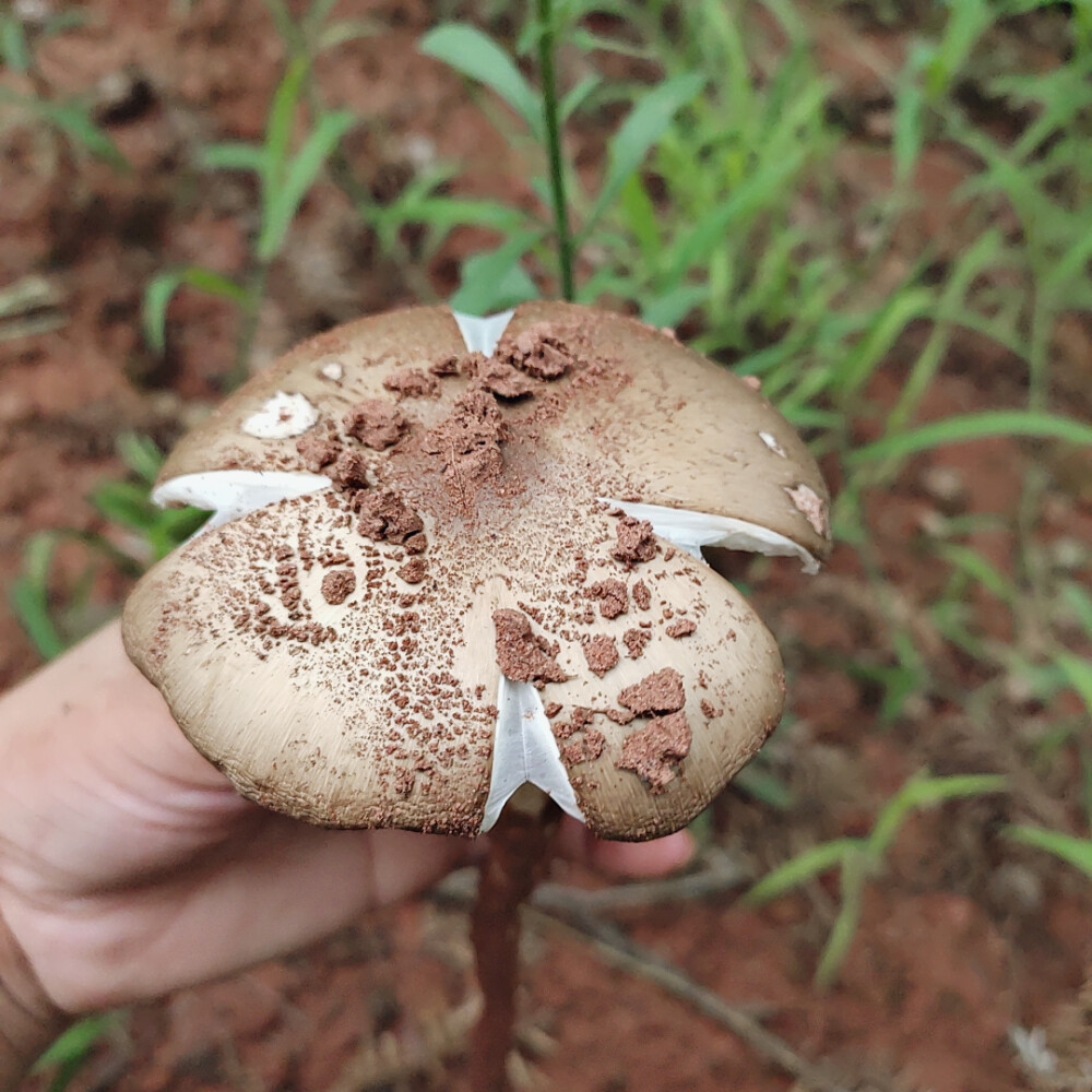 鸡枞