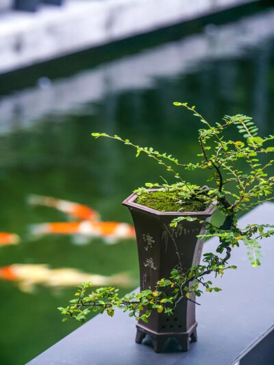 浓墨追逐着情绪流淌,染我素衣白裳。