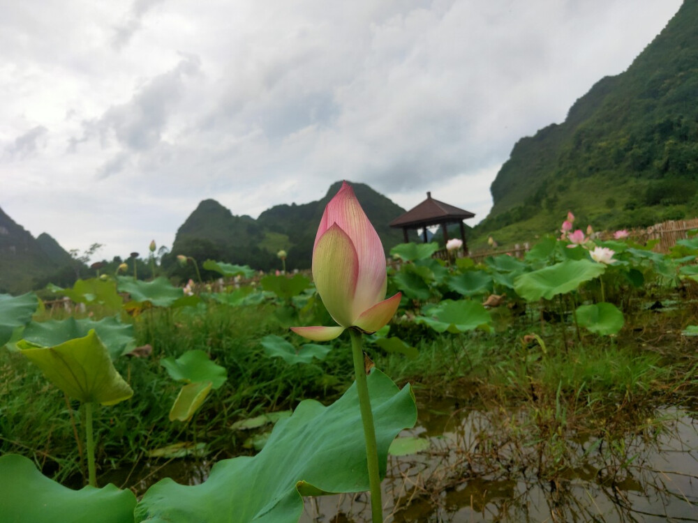 鹅泉