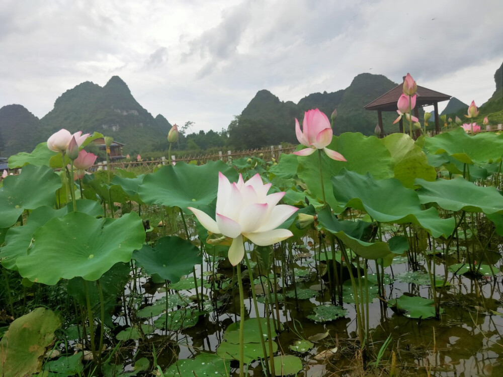 鹅泉