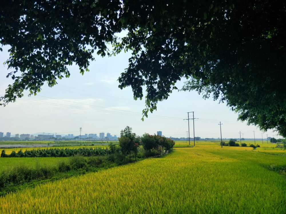 田阳