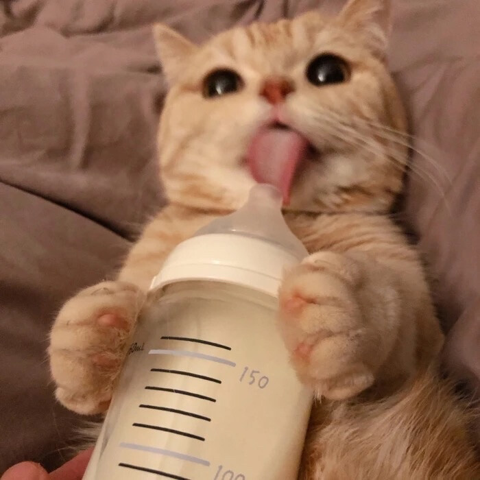 猫头像