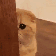 可爱GIF