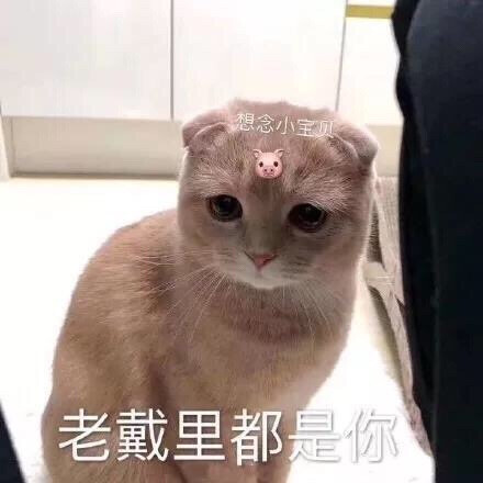 哈哈哈