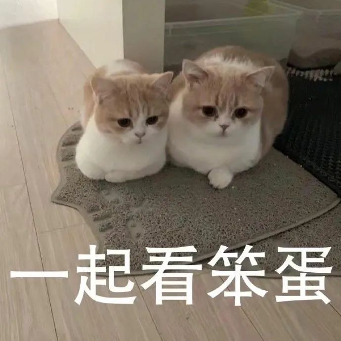 猫猫冲！