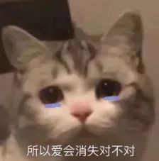 猫猫冲！