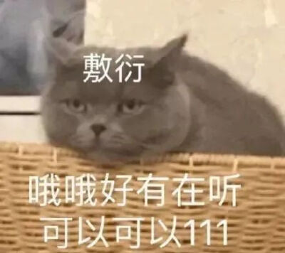 猫猫冲！