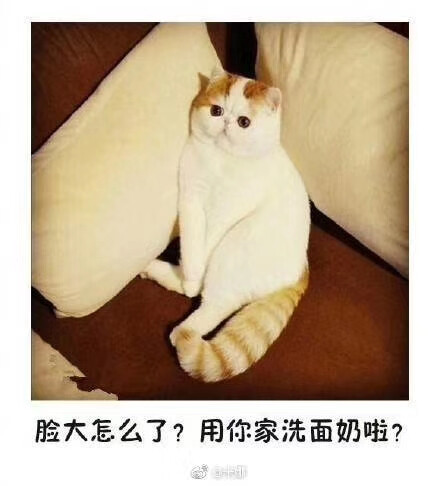 呆萌