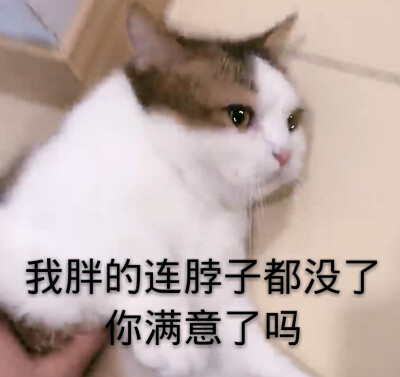 帮帮白粿表情包