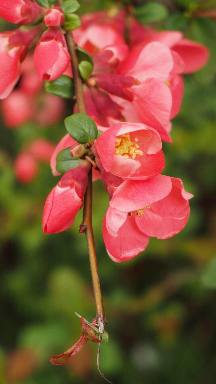 花卉