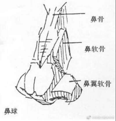 鼻子