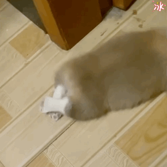 萌宠