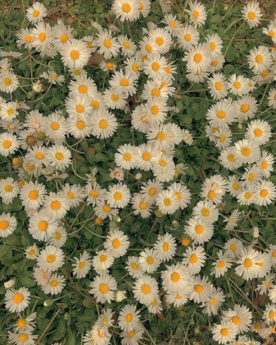 ♡ 今日背景图分享啦
♡ 收集不易拿图点赞