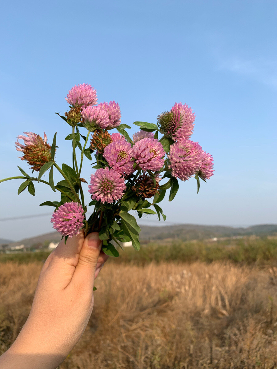 路边的野花