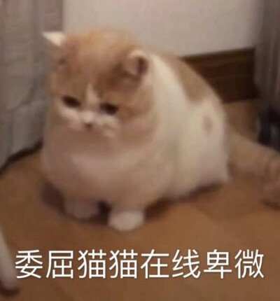 表情包 委屈猫猫在线卑微