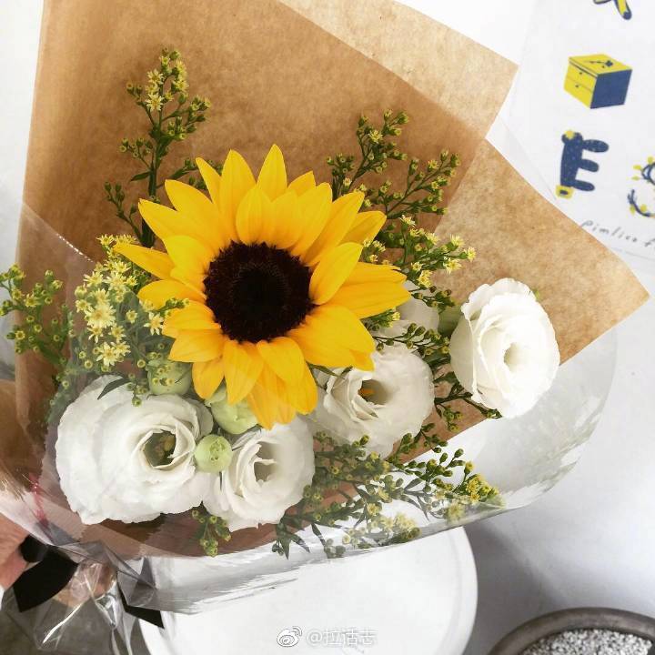 小雏菊 向日葵