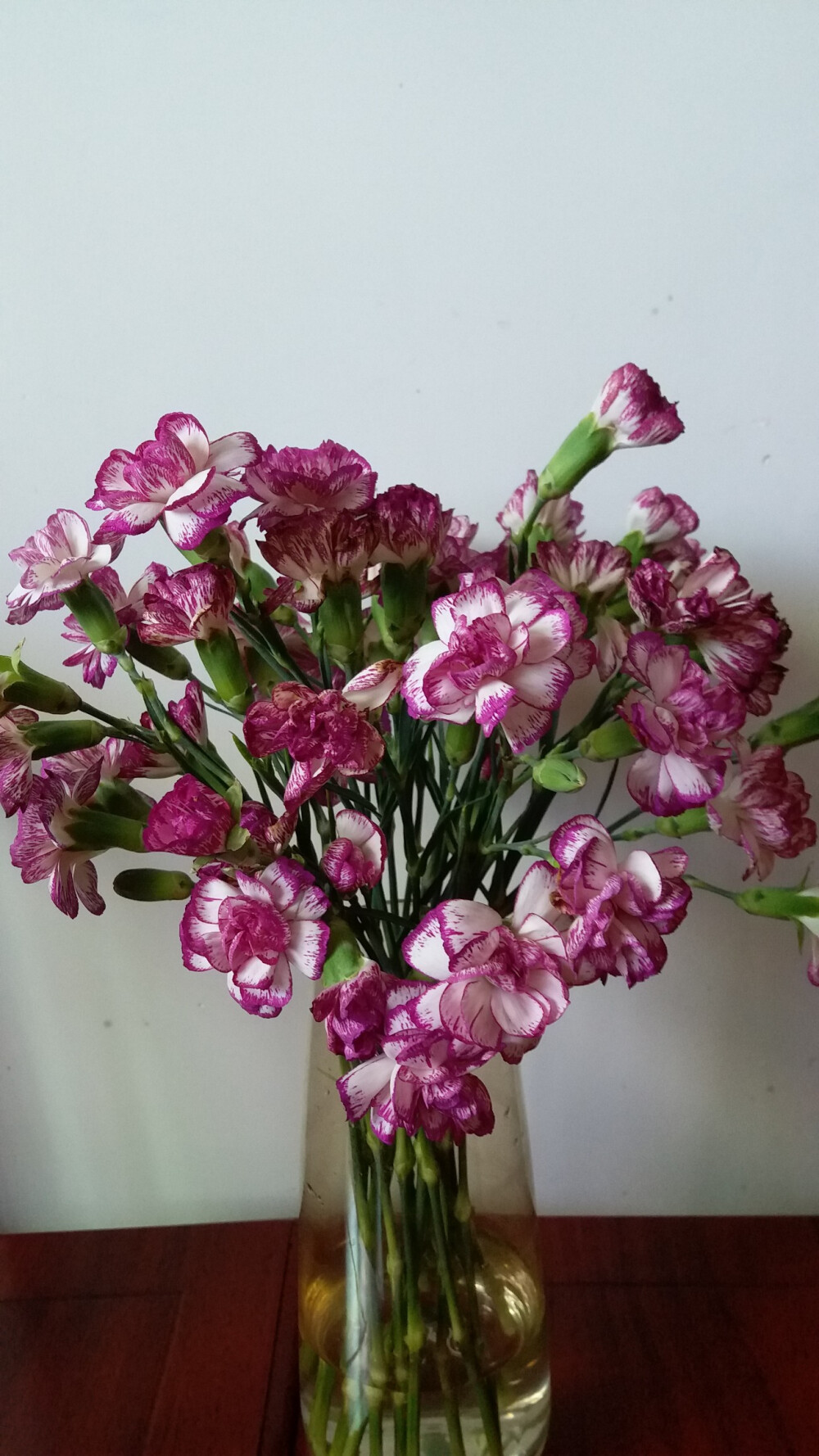 多瑙河多头康乃馨